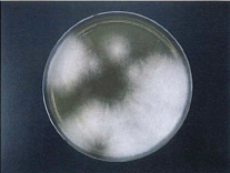 アスペルギルス菌 UV照射有り+光触媒サンプル